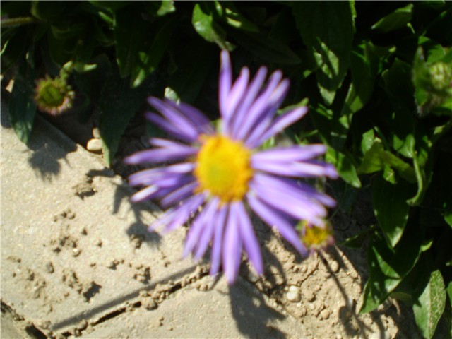 cvijet